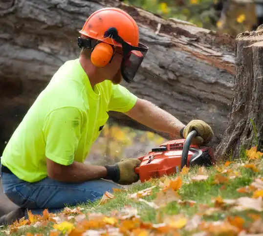 tree services Willoughby Hills